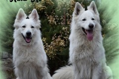 Asta-a-Jambo-Cz
